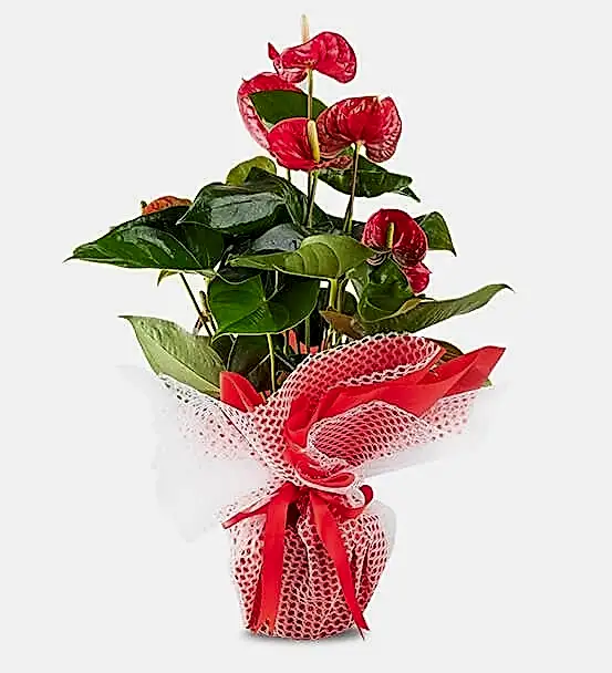 Antoryum saksı çiçeği 