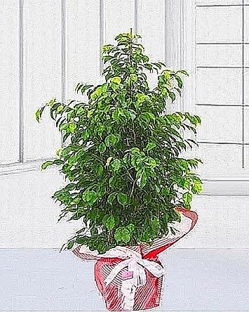ficus benjamin