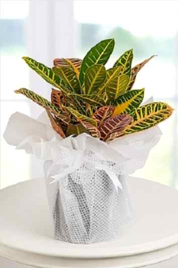 kraton salon çiçeği