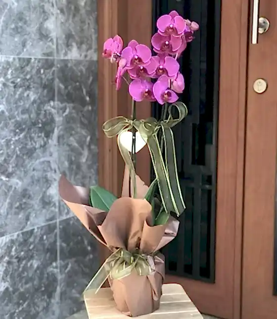 İthal 2 li mor orkide