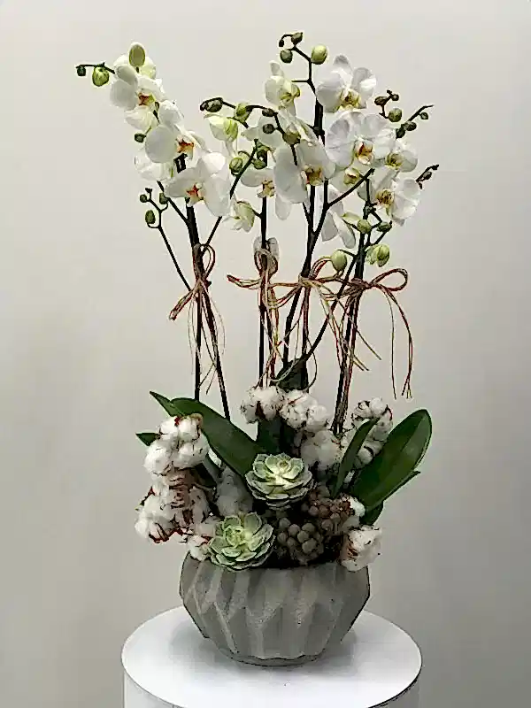 İthal orkide tanzimi