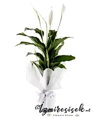 Izmir çiçek spatafilyum