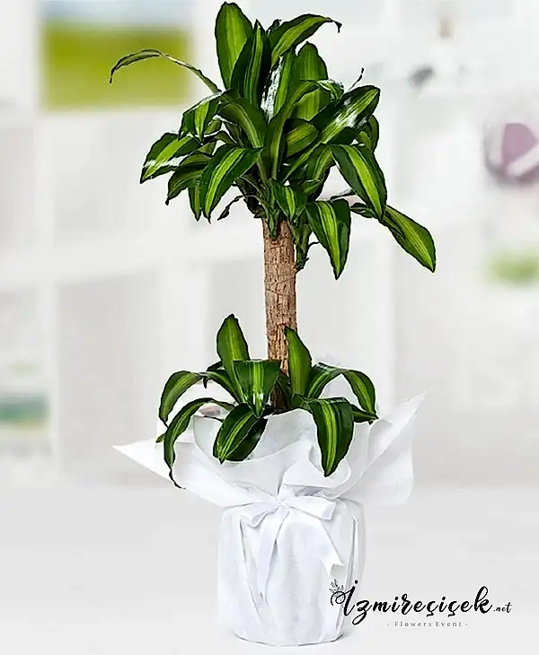 Drasena masangena 2li