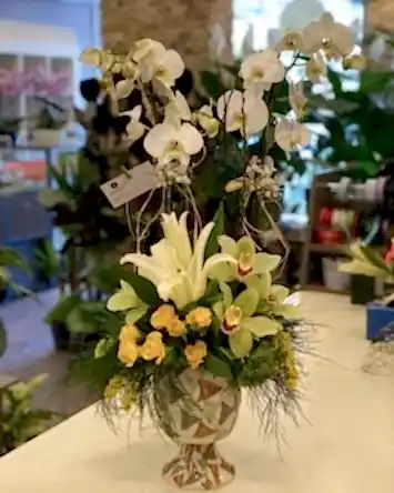 Orkide aranjman