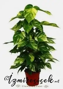 Sarmaşık potos bitkisi