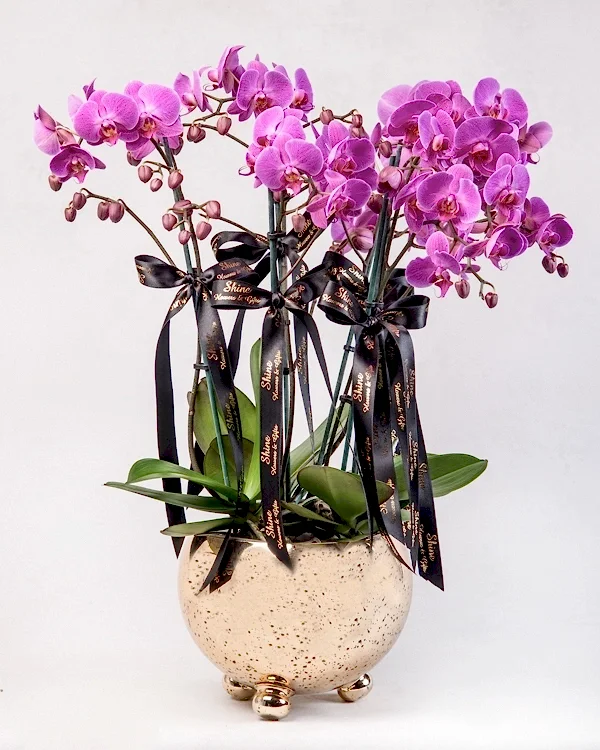 Dekoratif saksıda renkli orkide